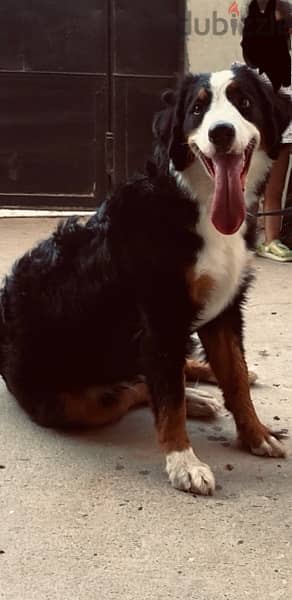 mountain Bernese female 2