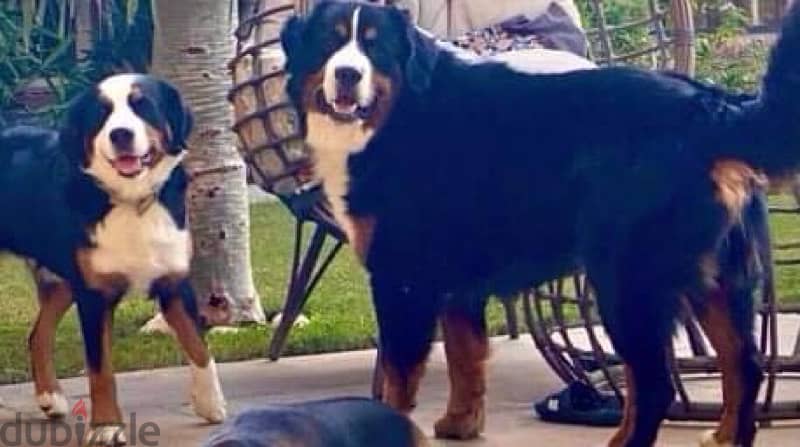 mountain Bernese female 4