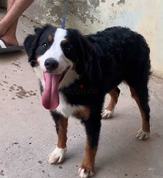 mountain Bernese female 5