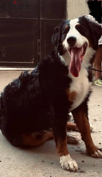 mountain Bernese female 6