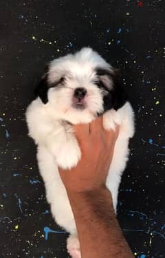 shih tzu puppy top quality mini size