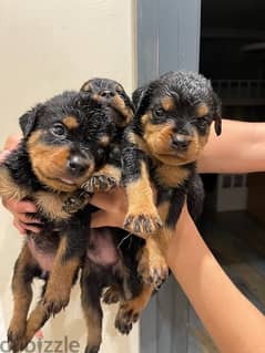 كلب روت وايلر الماني Rottweiler male & female pure