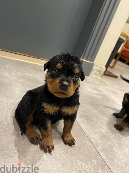 كلب روت وايلر الماني Rottweiler male & female pure 1