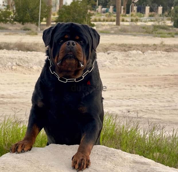 كلب روت وايلر الماني Rottweiler male & female pure 2