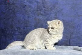 Scottish Fold Silver