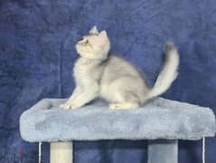 British Shorthair Silver Shaded