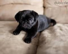 black and peage pug puppies جراوي بج اسود وبيج