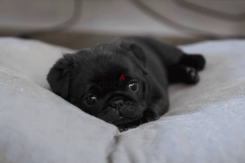 black and peage pug puppies جراوي بج اسود وبيج 1