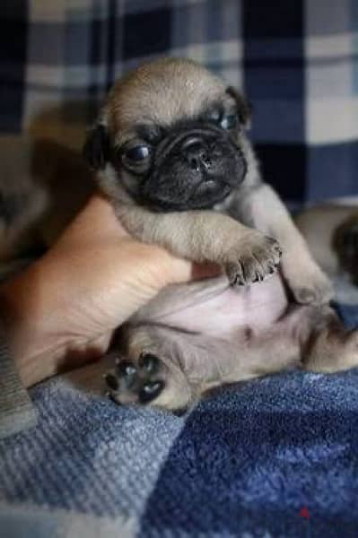 black and peage pug puppies جراوي بج اسود وبيج 2