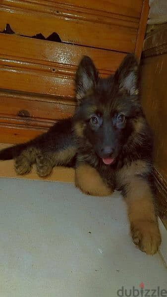 German Shepherd 4