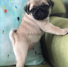 pug بج 0