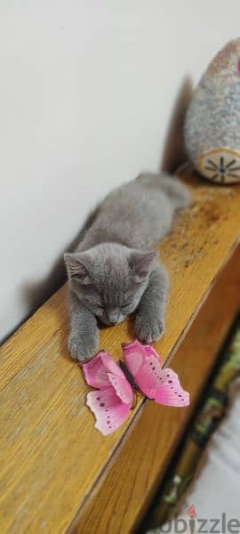 British shorthair kittens- male / female 1