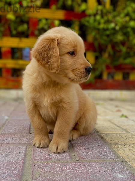 golden retriever puppies جراوي جولدن 0