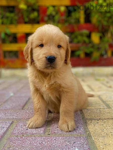 golden retriever puppies جراوي جولدن 1