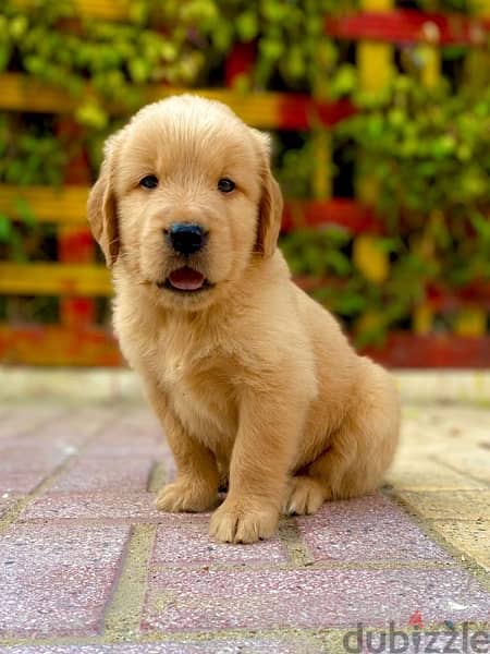 golden retriever puppies جراوي جولدن 2