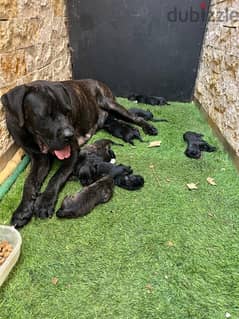 Cane Corso puppies for sale