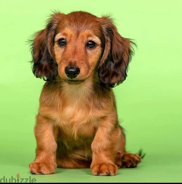 Dachshund Puppies Imported from Russia 1