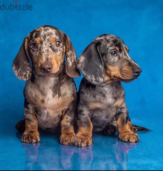 Dachshund Puppies Imported from Russia 0