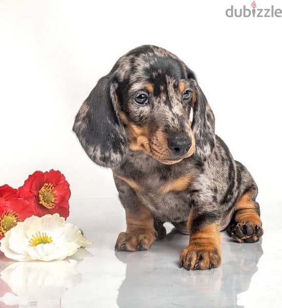 Dachshund Puppies Imported from Russia 2