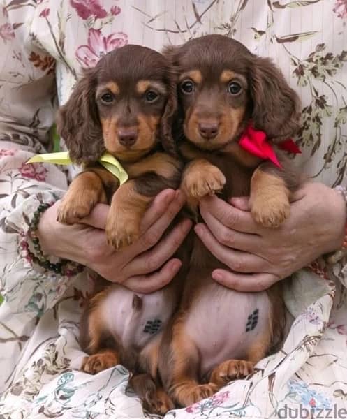 Dachshund Puppies Imported from Russia 3