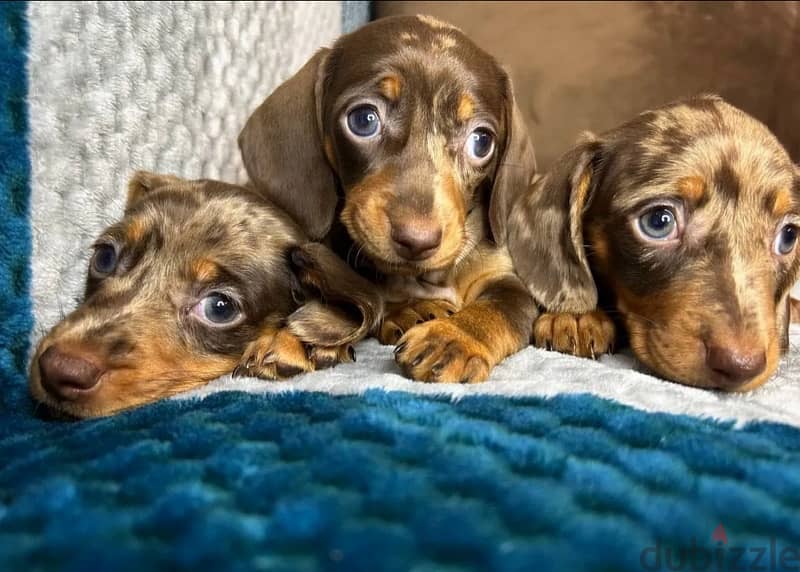 Dachshund Puppies Imported from Russia 4