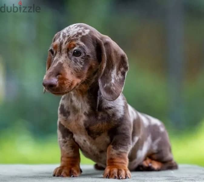 Dachshund Puppies Imported from Russia 5