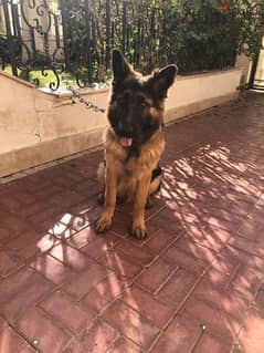 german shepherd 6 months 0