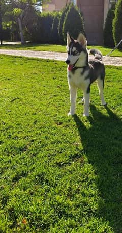 A four-months old female vaccinated huskey is for sale.