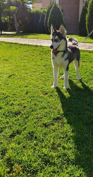 A four-months old female vaccinated huskey is for sale. 0