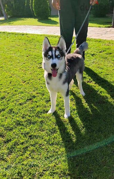 A four-months old female vaccinated huskey is for sale. 1