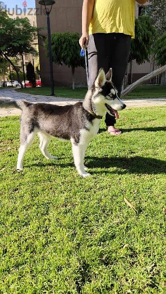 A four-months old female vaccinated huskey is for sale. 2