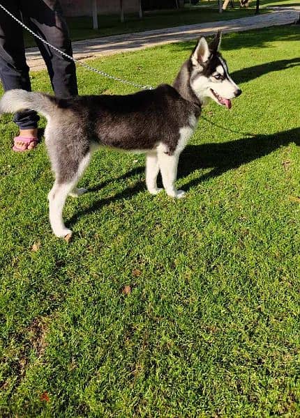 A four-months old female vaccinated huskey is for sale. 3