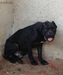 male cane corso  دكر كين كورسو