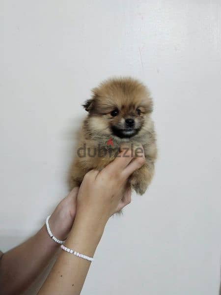 أجمل كلاب pomeranian متاح ولاد و بنات 2