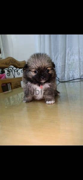 أجمل كلاب pomeranian متاح ولاد و بنات 3