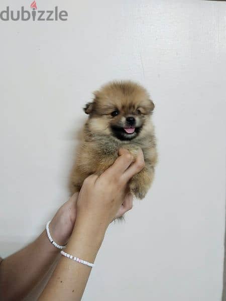 أجمل كلاب pomeranian متاح ولاد و بنات 4