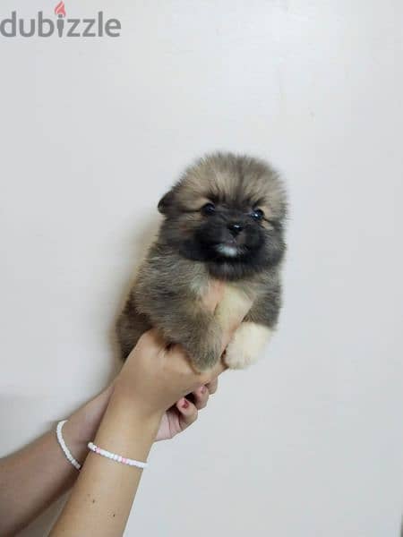 أجمل كلاب pomeranian متاح ولاد و بنات 5