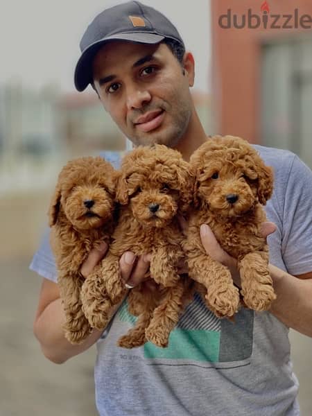 toy poodle puppies age 2 months 1