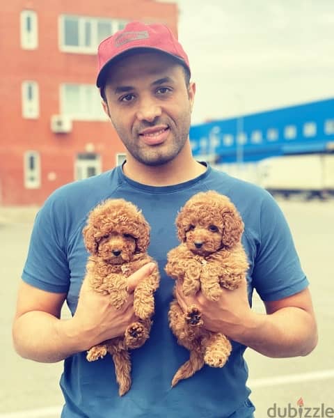 toy poodle puppies age 2 months 5