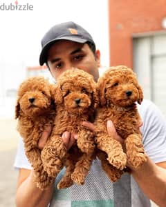 toy poodle puppies age 2 months 0