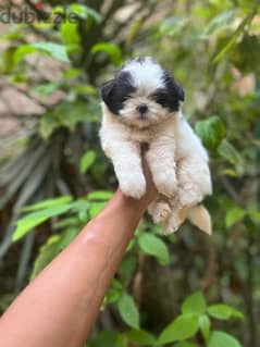 Havanese هفانيز