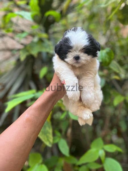 Havanese هفانيز 1