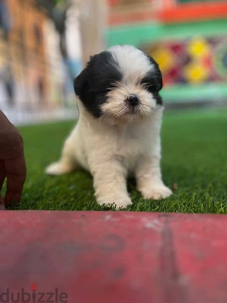 Havanese هفانيز 2