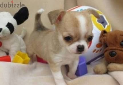 أصغر شيواوا ابل هيد شورت هير The smallest chihuahua