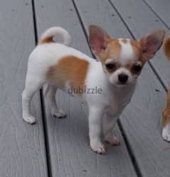 شيواوا حجم صغير chihuahua so small