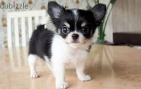 Apple head short hair chihuahua ابل هيد شورت هير شيواوا 0