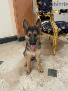 GSD PUPPY - German shepherd جرمن شيبرد 0