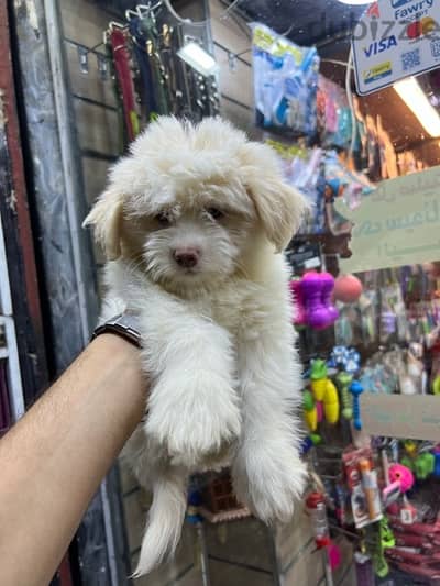 havanese puppy color eye