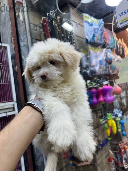 havanese puppy color eye 1