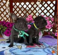 Beautiful French bulldog puppy - Blue Color with All Documents